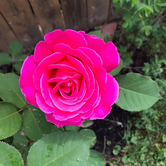 Meet your Posher, Joyce - Picture 1 of 1